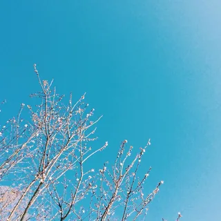 عکس شایلو داینستی (Shiloh Dynasty) — خواننده در TapSeda