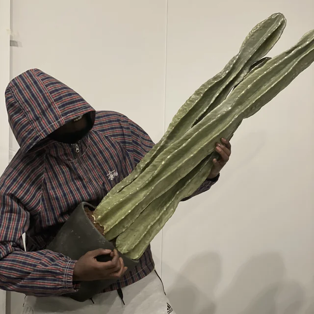 UNORTHODOX
