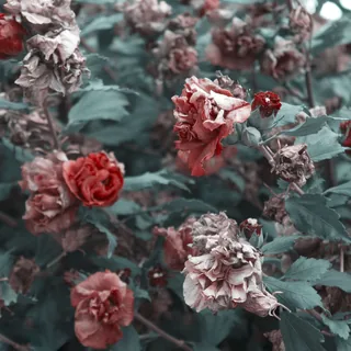 قهقرا