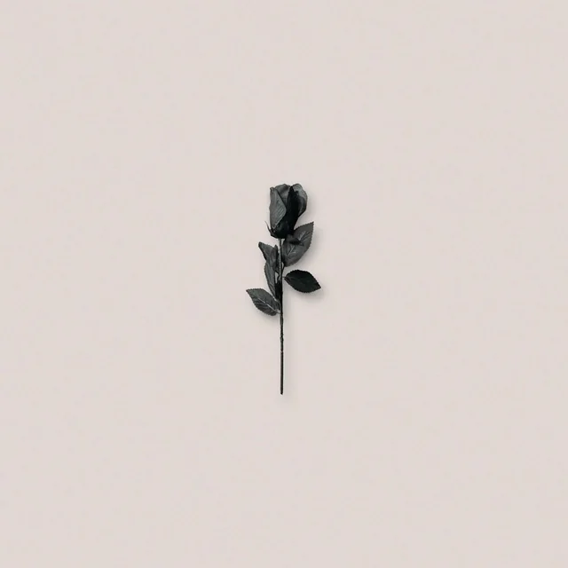 Black Rose